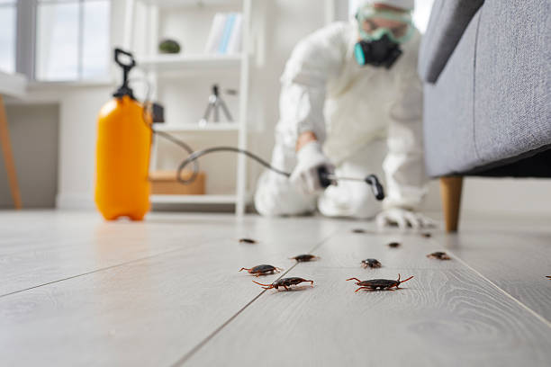 Commercial Kitchen Cockroach Control in Ohkay Owingeh